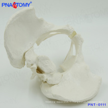 PNT-0111 Medical enseignement mâle modèle du bassin squelettique
